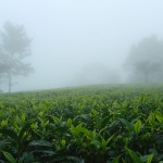 Nilgiri Kairbetta Cold Mist - čerstvý zber 2026, 50 g