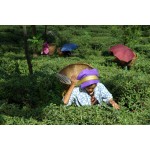 India Darjeeling Snowview FTGFOP1 Spring Queen, 50 g