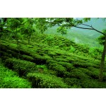 India Darjeeling Snowview FTGFOP1 Spring Queen, 50 g